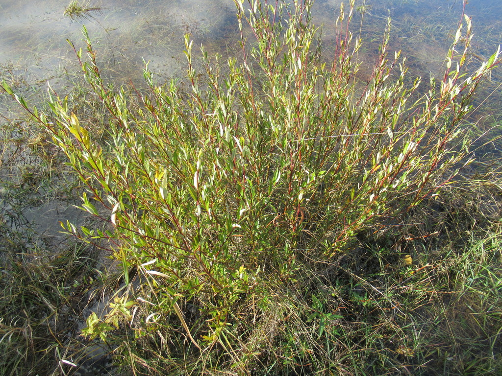 Salix rhamnifolia from Черемховский р-н, Иркутская обл., Россия on ...