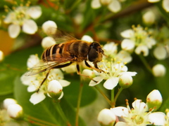 Eristalis cerealis