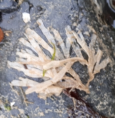 Flustridae