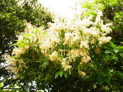 Castanea crenata
