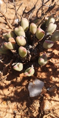Conophytum bilobum