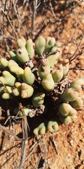 Conophytum bilobum