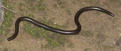 Leptotyphlopidae