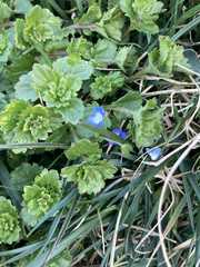 Veronica persica