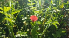 Lathyrus cicera