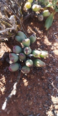 Conophytum bilobum