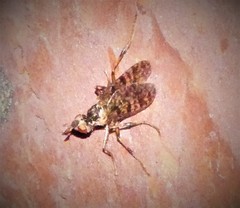 Boreothrinax maculipennis