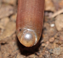 Afrotyphlops bibronii