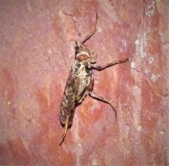 Boreothrinax maculipennis