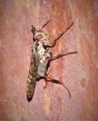 Boreothrinax maculipennis