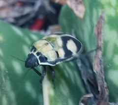 Deroplax silphoides
