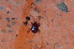 Pergamasus