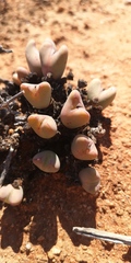 Conophytum bilobum