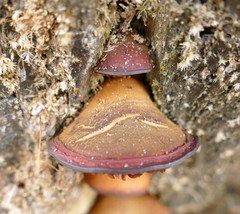 Callistosporium purpureomarginatum