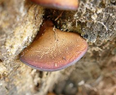 Callistosporium purpureomarginatum