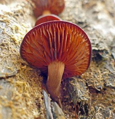 Callistosporium purpureomarginatum