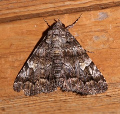 Metria amella