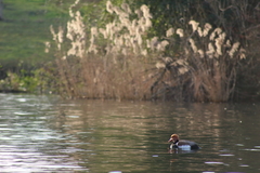Netta rufina