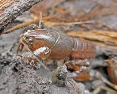 Procambarus barbatus