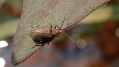 Galerucella grisescens