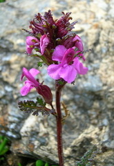 Pedicularis rostratocapitata