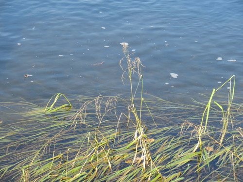 Glyceria spiculosa iNat (2)