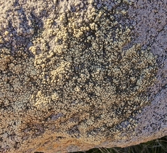 Lecanora polytropa