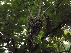 Tillandsia tricholepis