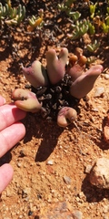 Conophytum bilobum