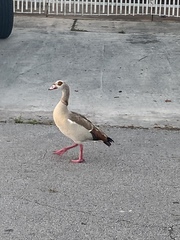 Alopochen aegyptiaca