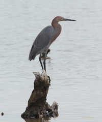 Egretta rufescens