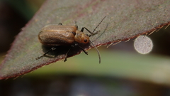 Galerucella grisescens