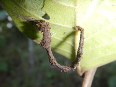 Stericta