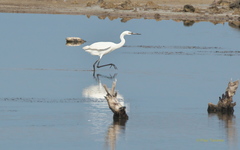Egretta rufescens
