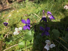 Viola odorata