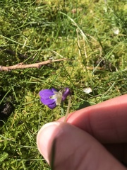 Viola odorata