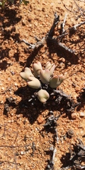 Conophytum bilobum