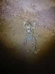 Fejervarya cancrivora