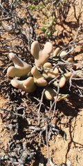 Conophytum bilobum