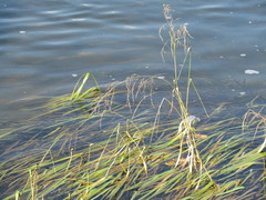 Glyceria spiculosa