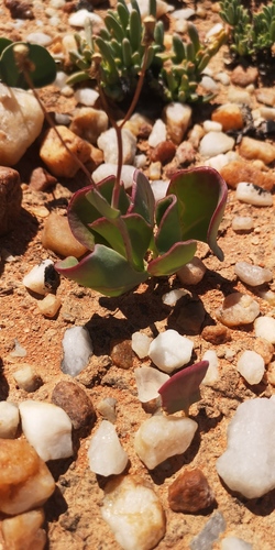 Othonna lilacina