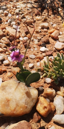 Othonna lilacina