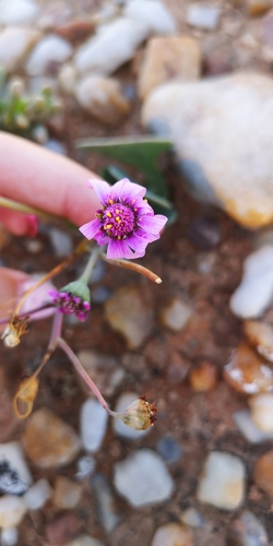 Othonna lilacina