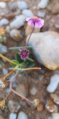 Othonna lilacina