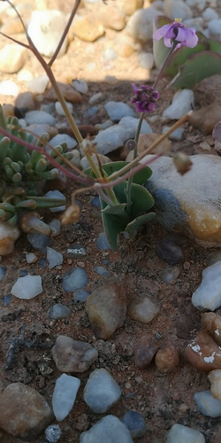 Othonna lilacina