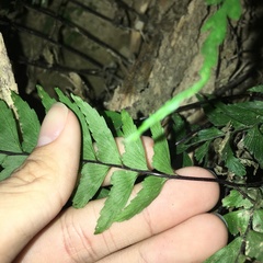 Hymenasplenium unilaterale