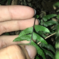 Hymenasplenium unilaterale