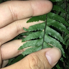 Hymenasplenium unilaterale