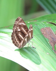 Neptis harita
