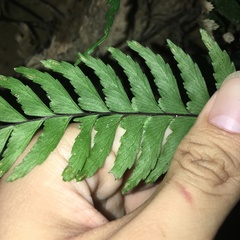 Hymenasplenium unilaterale